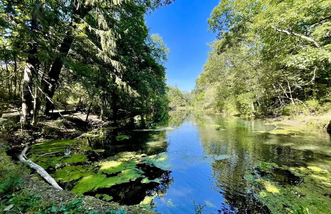Kettle Moraine Forest